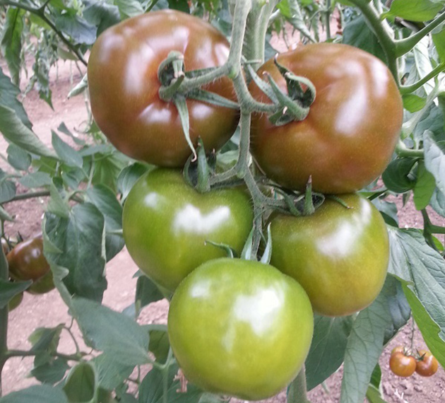 Eto’o’nun Adı Domatese Verildi